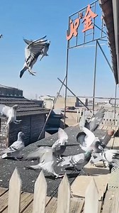Speedy trapping and landing #reelsfypシ #RacingPigeons #reelsvideoシ | Ashikur Rahmans pigeons collection