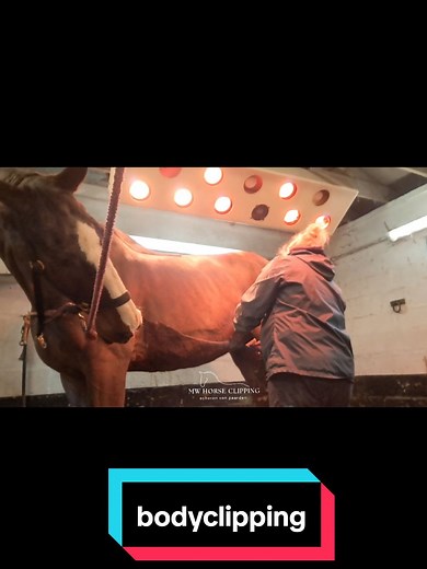smooth like butter • so satisfying 😊🤗 @Liveryman_ @tondeuseliveryman #horse #horseriding #horsetiktok #clipping #horseclipping #bodyclipping #satisfying #satisfyingvideo #viral_video #viralvideos #viraalgaanisookgaan