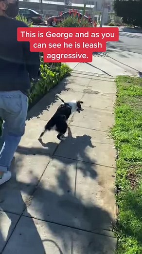 Understanding Leash Aggression in Dogs