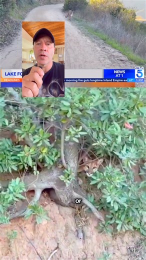 11K views · 43 reactions | Mountain Lion attacks are extremely rare. Follow a few basic principles and the odds are you’ll be just fine. Want to learn more about the outdoors? Use the link in bio and join us for training. Online and in person courses available! Our annual holiday sale is on! Save 25% with code “HOLIDAY” at checkout. Gift certificates are received same day by email! #survival #hiker #backpacking #camping #travel #nature | Coyne Survival Schools | Facebook