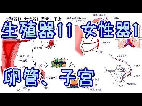 生殖器11 女性器1 卵管・子宮 位置とかたち、区分、支持装置、血管分布と神経支配
