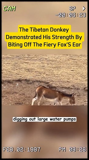 The Tibetan donkey demonstrated his strength by biting off the fiery fox's ear #animals #fyp #fypシ #lions #videoviral | Animals lion