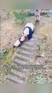 101K views · 1.2K reactions | The Bullied Baby Red Panda  #animalrescue2024 #cuteanimalsstory #rescueanimalslife #AnimalRescueEfforts #animalrescuemission | Wonderful Animals | Facebook