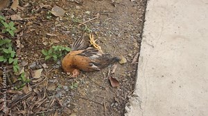 Dead chicken on a farm in Asia. Problems of poultry farming and veterinary medicine