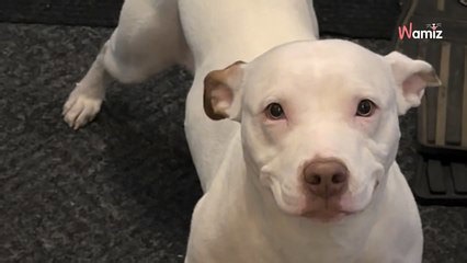 Fearful shelter dog, on her first day home, does something truly unbelievable