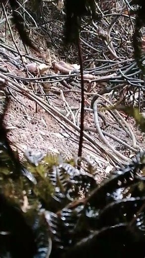 tua ziav nas noj qos ntoo nawb