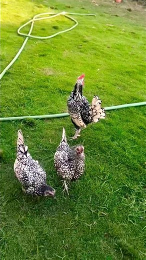 ✨ Beautiful Silver Sebrights Fancy Hens | Rare & Stunning Ornamental Chickens 🐔#FancyHens