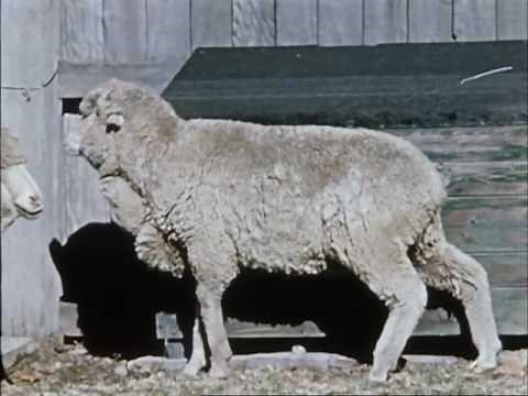 The external parasites of sheep (195?)