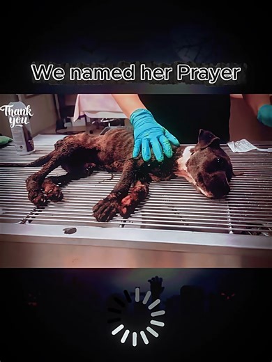 We named her Prayer - Stray Rescue of St.Louis#fyp #rescue #rescuedog #dog #rescuepuppy