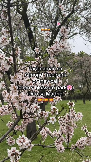 📍 Location: Calle Alcalá 527, Madrid 🚇 Metro: Suanzes (Line 5) sa harap mismo ng park. -Ang park na malapit sa 📍Parque Quinta de los Molinos,ay sikat dahil sa almendros (almond trees) na namumulaklak tuwing late February hanggang March. Dahil pink at white din ang bulaklak, marami ang tinatawag din itong “cherry blossom park.” 🌸