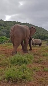 Elephant Vs two rhinos. Two of earth's giants, and critically endangered animals faced off in a titanic battle of supremacy 🦏🐘 #rhinos #rhino #rhinoceros #rhinoconservation #gamedrivesafari #saverhinos #elephants #Elephant #wildlife #elephantlove #rhinolove #saveelephants | Wildfriends Africa