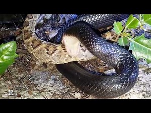 predador da cobra cascavel