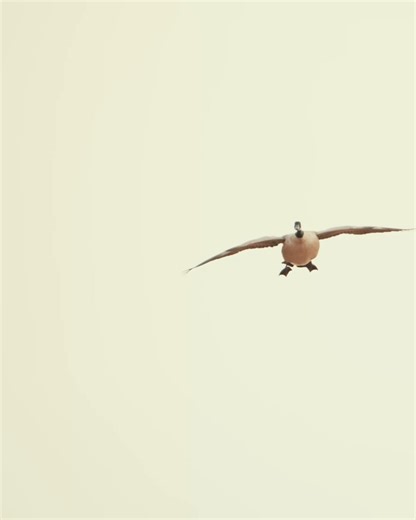 APEX Ammunition | NEW! The Stratified™ Waterfowl Series was developed in direct response to our most dedicated hunters asking for a smarter, harder-hitting... | Instagram