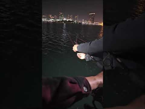 Catching the "Mud Marlin" aka California Bat Ray at Coronado Ferry Landing 