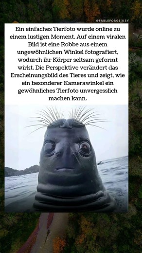Das lustige Robbenfoto, das viral ging 🦭📸
