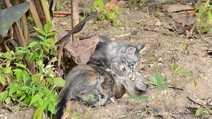 Kittens play fighting - Free Stock Video