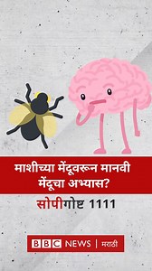 19K views · 366 reactions | माशीच्या मेंदूचा अभ्यास मानवी मेंदू समजून घेण्यासाठी कसा मदत करेल? #सोपीगोष्ट #Neuroscience #Brain | BBC News Marathi | Facebook