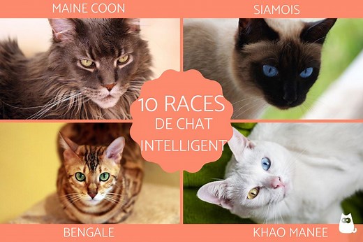 Les 10 races de CHATS les plus INTELLIGENTS - Vidéos et PHOTOS !