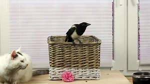 Cat Bird Eat Together Magpie Cut Stock Footage Video (100% Royalty-free) 1013469023 | Shutterstock