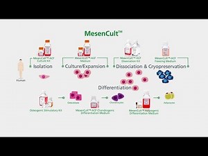 MesenCult™ for Mesenchymal Stem and Progenitor Cell Isolation, Culture & Differentiation