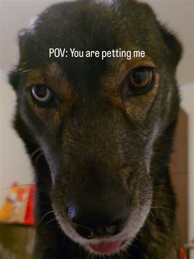 Engaging Activities for Your Dog at Home