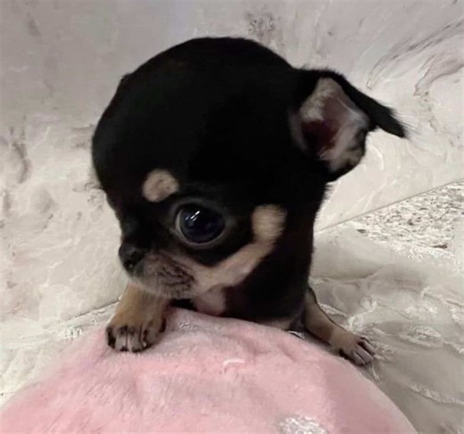 hello hello #lnc #mod #bmf #yes | hello kitty girls