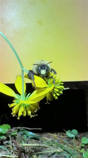 Ben Salb on Instagram: "You know how I like to bee trendy 🐝 Please enjoy this close-up of a male eastern carpenter bee. Yes, the antennas were a pain to stack, and yes, I know it’s spelled “psych” 🤗 #macrophotography #bee #omsystem"
