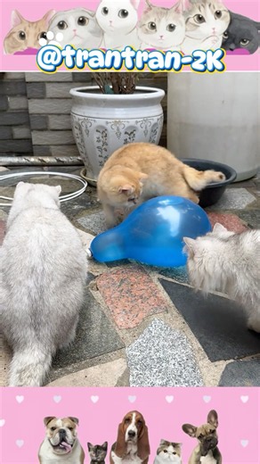Câu chuyện của ba con mèo và quả bóng. #trantran2k #funny #cat #haihuoc #shorts
