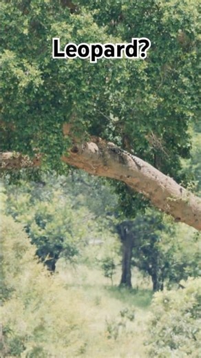 Perfect Leopard Camouflage in Kruger