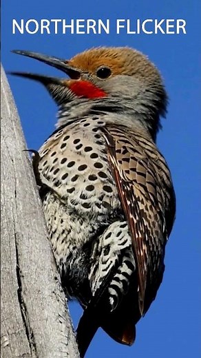 10 Bird Calls for You to Learn - Part 1