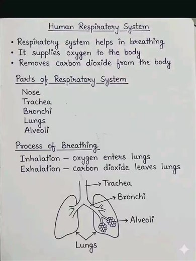 Understanding Human Anatomy: Circulatory, Excretory, Digestive, and Respiratory Systems