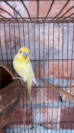 Female Budgie on Eggs While Male Guards the Nest 🐣🪺 | Beautiful Breeding Behavior