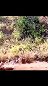 2.1M views · 10K reactions | battle of wild animals | Batangas Police Provincial Office | Facebook