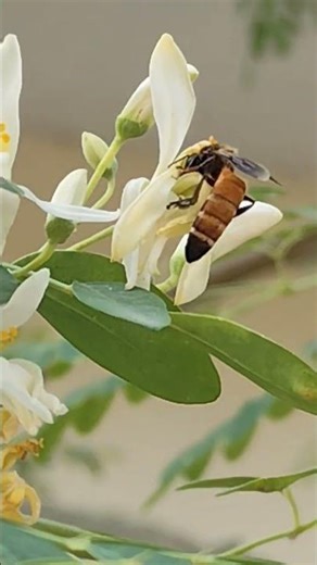Honey bee pollinating #flower #pollinators #honeybees #worldbeeday