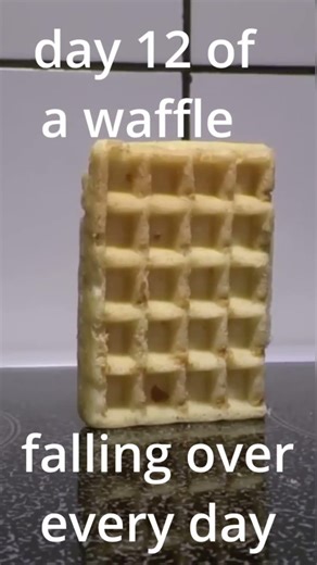 waffle falling over day 12 #fall #funny #waffle