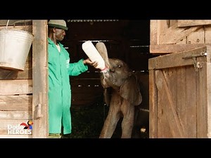 Baby Elephant Orphan is Raised by the Best Human Friends | The Dodo Heroes Season 2