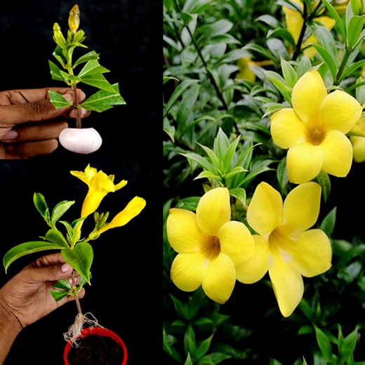 169K views · 1.6K reactions | How to Grow Golden Trumpet // Allamanda Tree from Cutting Golden Trumpet Flower Bud In A Onion | Tamanna Garden | Facebook