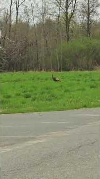 🎶Turkey couple hurries home #turkey #naturelover #shortsvideo