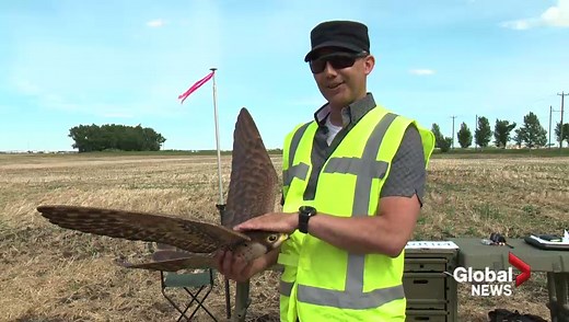 Robotic bird to patrol skies by Edmonton’s airport