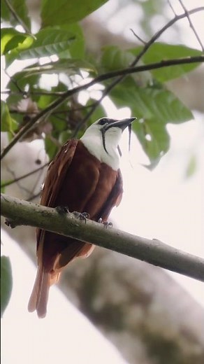 The Beautiful Three Wattled Bellbird Call & Courtship Display ‪@bdwildbird‬