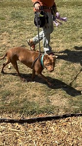 Remi is scared here. You can see it in the way she lowers her head when the hallway gets loud. In how she watches quietly, waiting for someone to notice her. She’s trying so hard to be brave. Her owner could no longer care for her, and now she’s back in a kennel, trying to make sense of it all. Remi is 5 years old, 58 pounds, housebroken, crate trained, and one of the gentlest dogs we’ve met. She’s done well with kids and is hoping to be the only pet in her next home. In her video, you’ll see wh