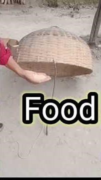 How to catch pigeons using pigeon traps