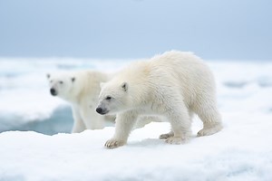 Disneynature’s ‘Polar Bear’ Continues Longstanding Commitment to Conservation of Wildlife - The Walt Disney Company