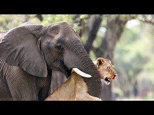 Most Dramatic Moments in the Savannah | Real Wildlife Encounters & Unexpected Clashes