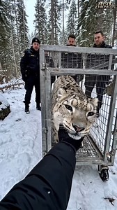 Majestic Snow Leopard Rescued And Reunited With Family #animals #rescueanimals #humanity #rescue It's a wonderful nature See more unforgettable moments of animal 👇👇👇https://animal.dailync91news.live/877/04/ | Queen of Peace Parish, Redemptorist - Diocese of Bacolod
