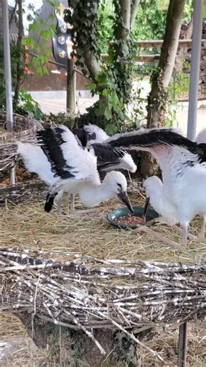 Gif Cigognes bébés cigogneaux Alsace #nature nature #oiseaux oiseaux #birds birds bird #gif #meme