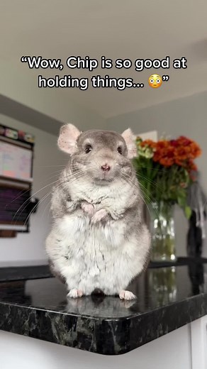 Adorable Chinchilla and Chipmunk Holding Things Compilation