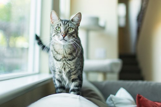 4 Ways to Understand How Cats Use Their Ears to Talk