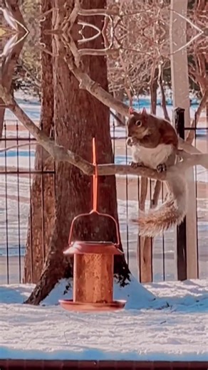 How to turn your bird feeder into a squirrel feeder: Step 1: Put bird feed in it and attach it to a tree outside. Step 2: Wait and watch #dadjokes #squirrel