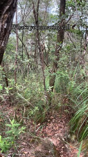 Creative Mating Calls for Outdoor Adventures